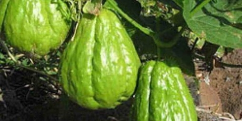 Chayote (meksički krastavac): kako posaditi, šta je korisno, kako kuhati, fotografija, skladištenje